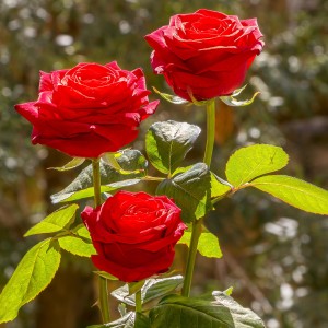 Three roses